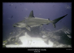 scalloped hammerhead at a cleaning station by Stewart Smith 